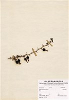 藏品(臺灣茶藨子)的圖片